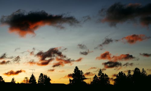 Silhouetten Van Bomen Tijdens Zonsopgang