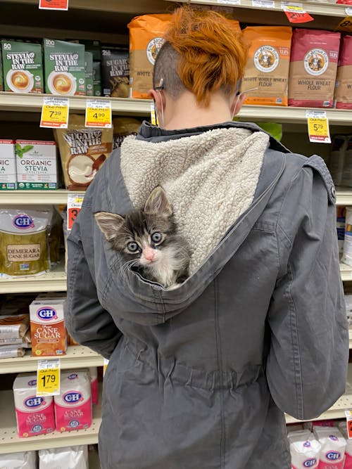 A Kitten on a Person's Hoodie