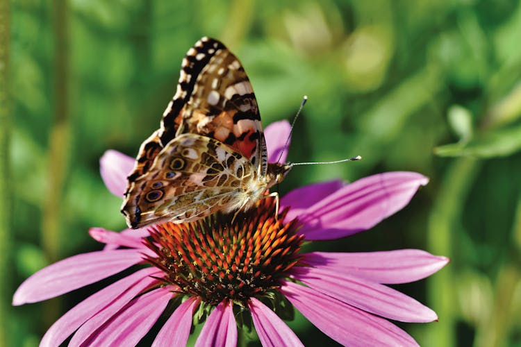 Brown Butterfly Perched On A Flower