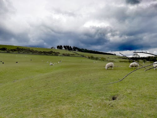 Free stock photo of sheep grazing in spring uk Stock Photo