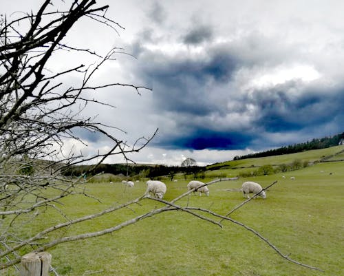 Безкоштовне стокове фото на тему «випас овець навесні великобританія»