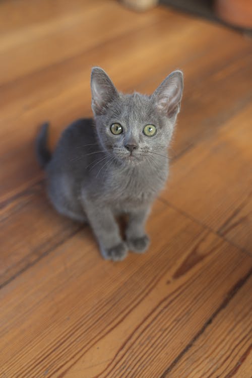 Free Close-Up Shot of a Gray Kitten Sitting on a Wooden Floor Stock Photo