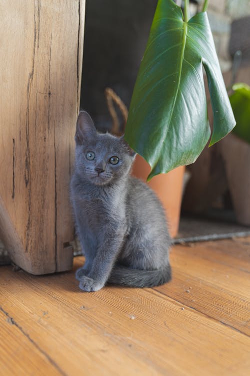 Gray Cat Sitting on Brown Wooden Floor