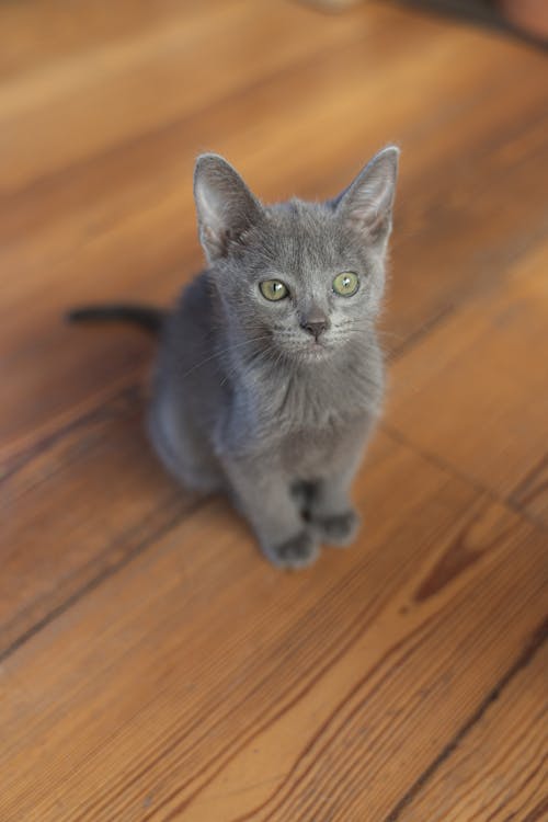 Kitten on Brown Wooden Floor