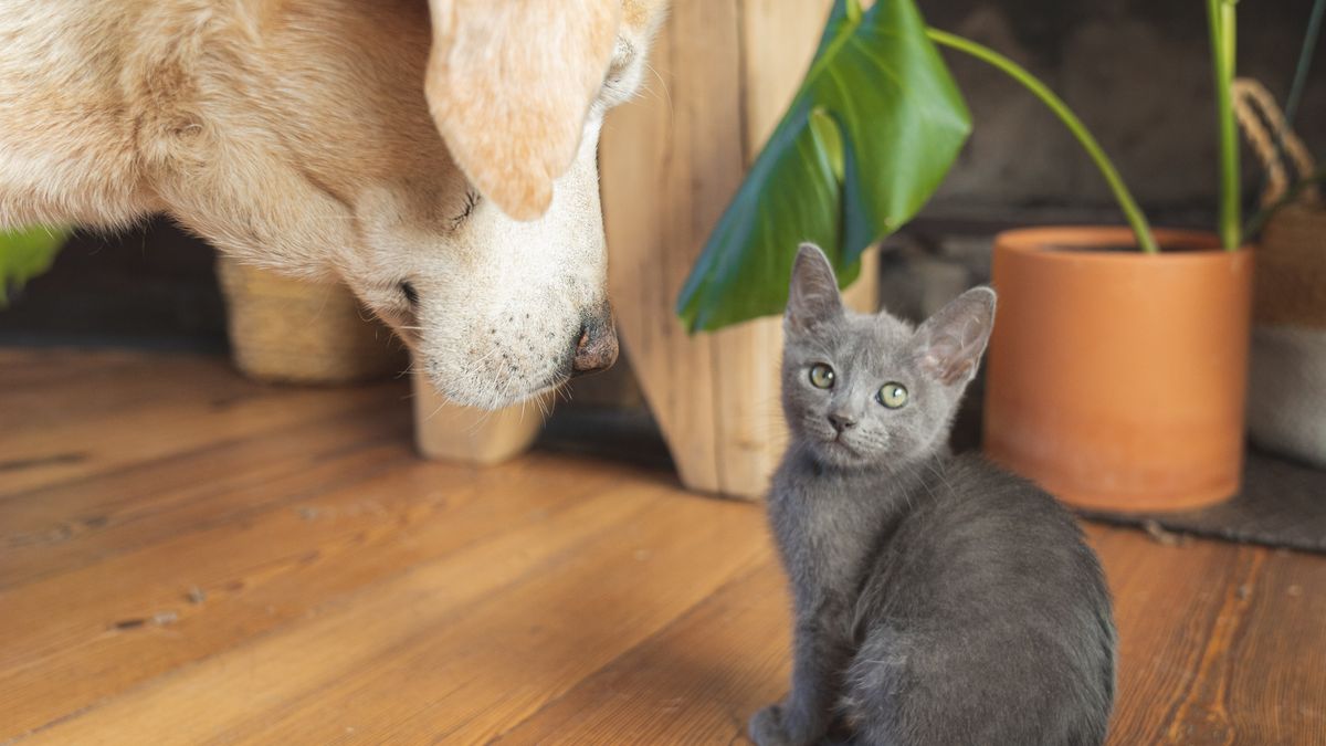 Bien-être des animaux de compagnie