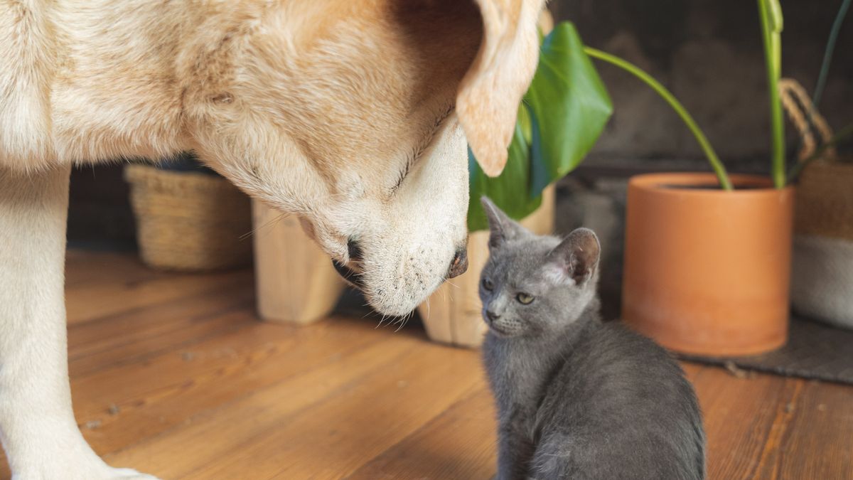 Bien-être des animaux de compagnie - illustration