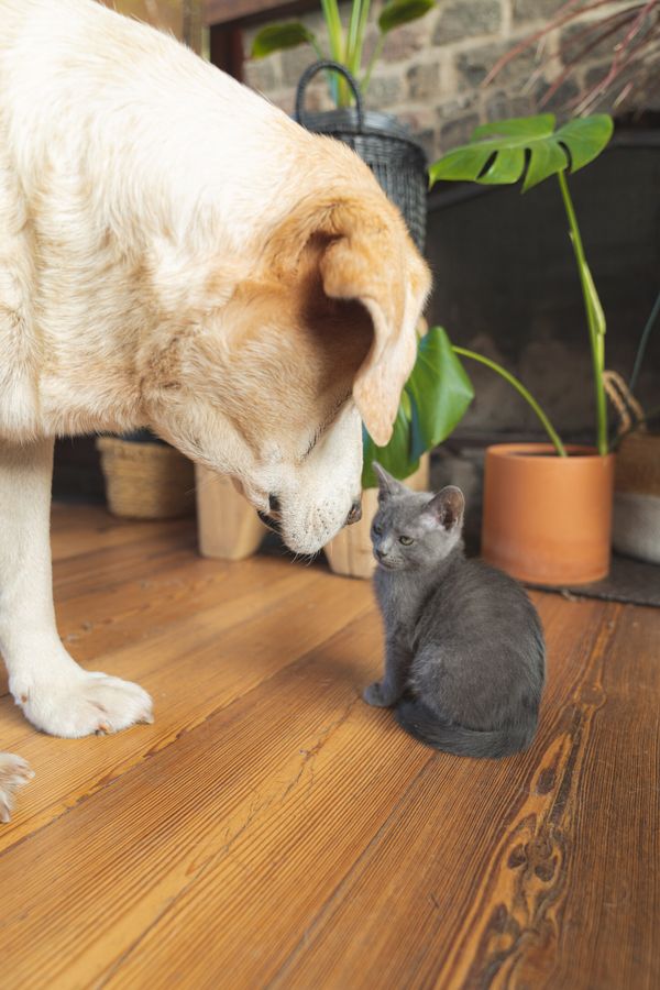 Puppy and kitten together