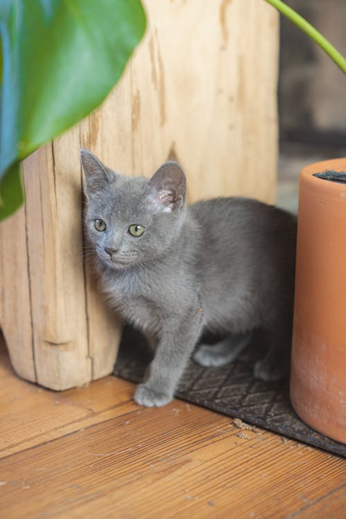 Kitten Beside a Potted Plant