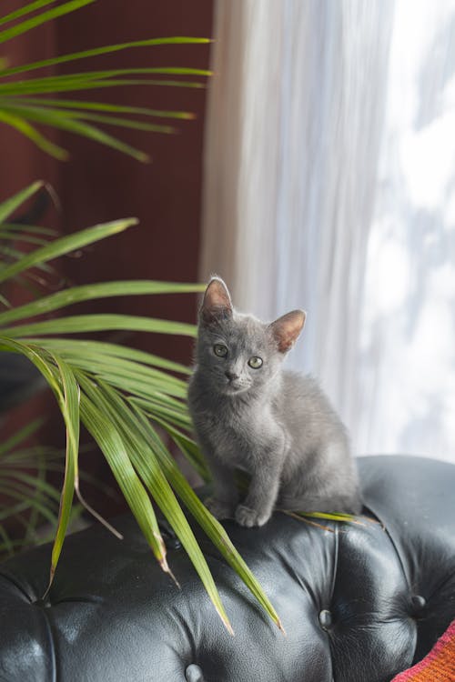 Gray Cat on Leather Sofa