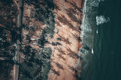 Drone view of palms growing near sandy seashore in sunlight