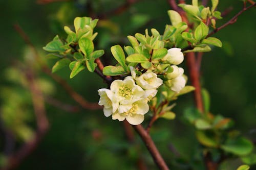 White Flowers with Green Leaves