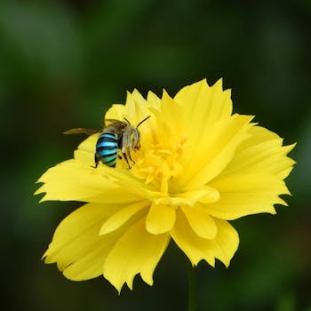 A detailed macro shot of a blue-banded bee pollinating a vibrant yellow flower outdoors.