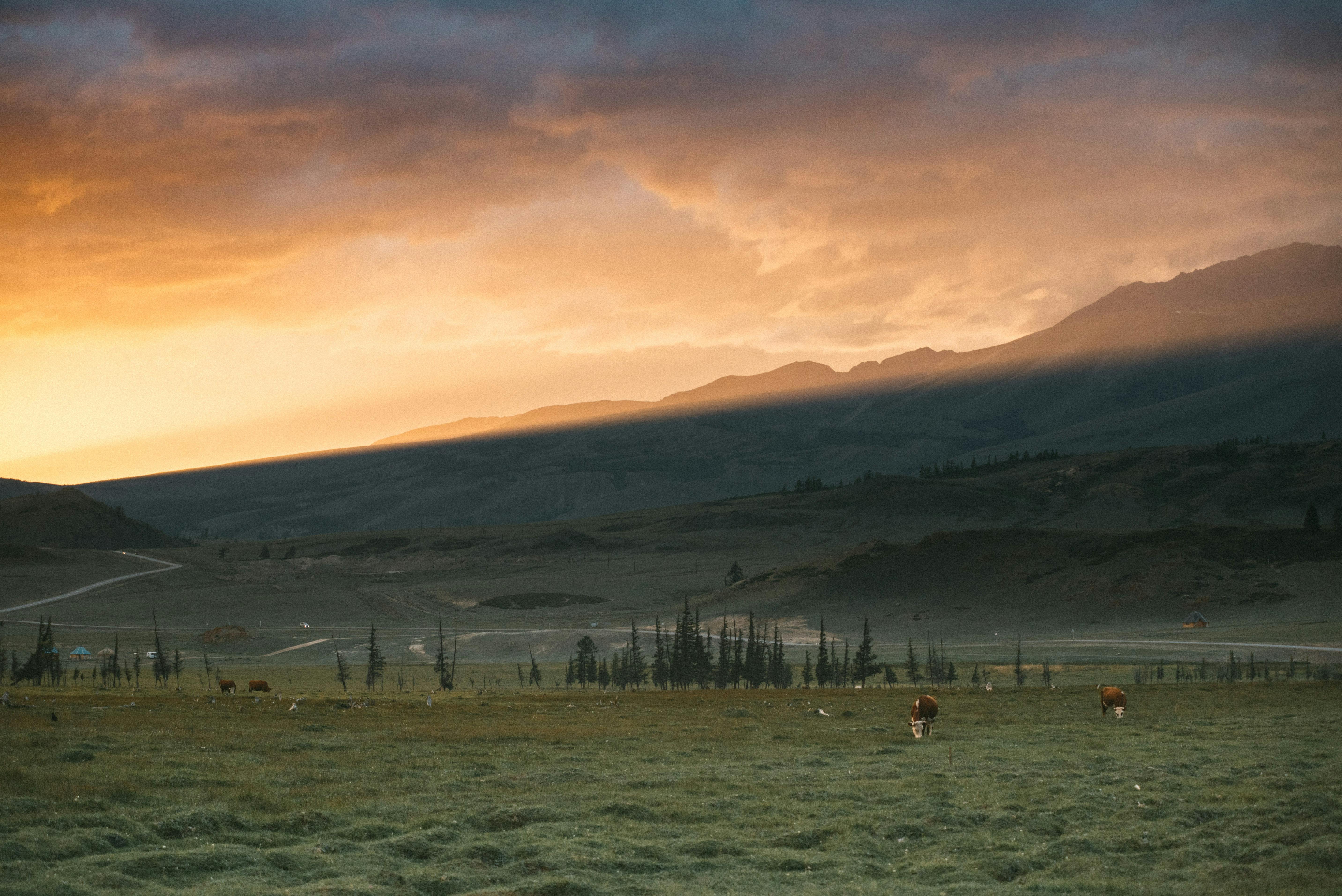 animals grazing in pasture against ridge under sunset sky