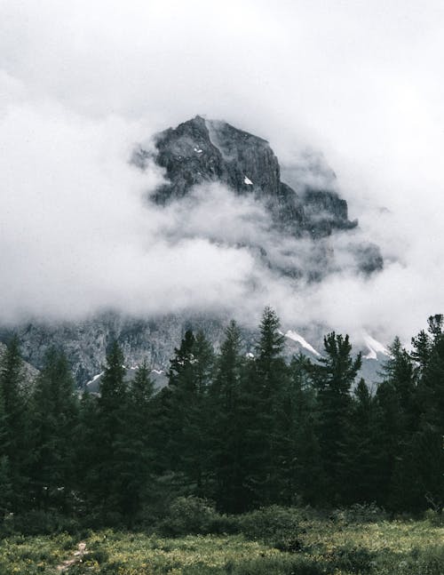 Coniferous trees on meadow against rough mountain in fog