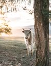 Cow between tree and mountains in countryside field