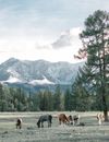 Horses grazing in pasture against evergreen trees and snowy mountain