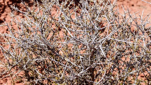 Foto d'estoc gratuïta de branques, branquillons, plantes