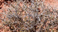 Brown Dried Leaves on Ground