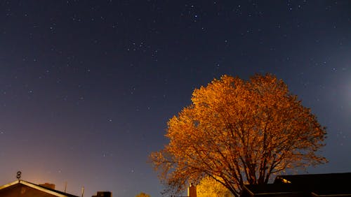 ağaç, çatılar, gece gökyüzü içeren Ücretsiz stok fotoğraf