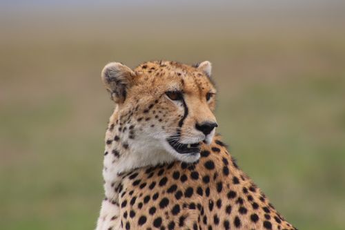 Free A striking close-up of a cheetah in Nakuru, Kenya, showcasing its distinctive spots and focused gaze. Stock Photo