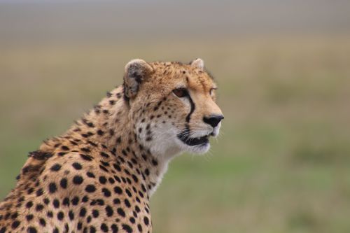 Free Close-up of a cheetah in Nakuru, Kenya, showcasing its distinctive spots. Stock Photo