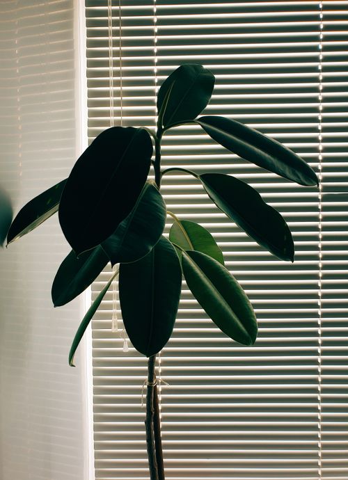 Free A rubber plant silhouetted against white window blinds in a minimalist indoor setting. Stock Photo
