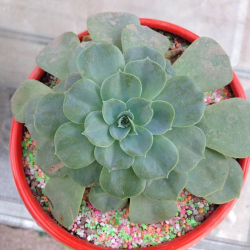 Free Close-up view of a lush Echeveria succulent planted in a colorful red pot with decorative gravel. Stock Photo