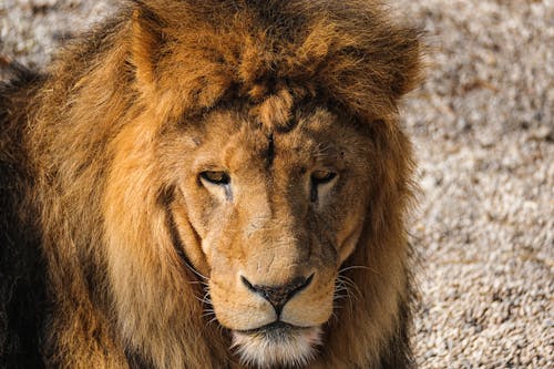 Close Up Photo of a Lion