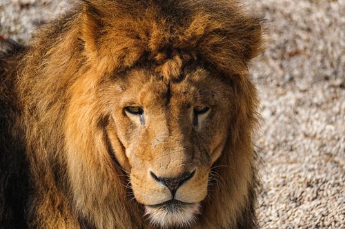 Free Close-up shot of a majestic lion showing its mane and fierce expression in a natural setting. Stock Photo