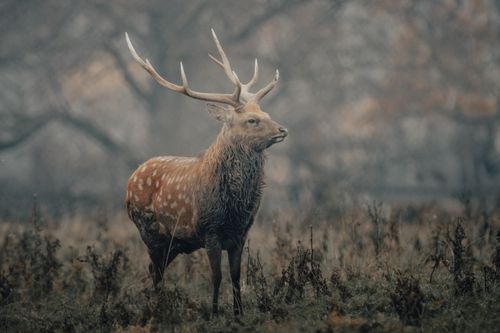 Free Wild deer with white spots and big antlers standing on grassy ground with small shrubs in forest with tall trees Stock Photo