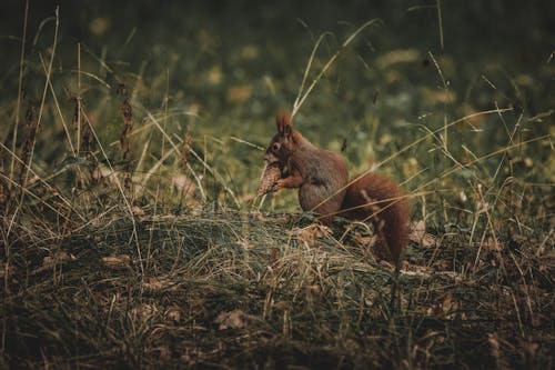 Gratis stockfoto met aanbiddelijk, aarde, beest