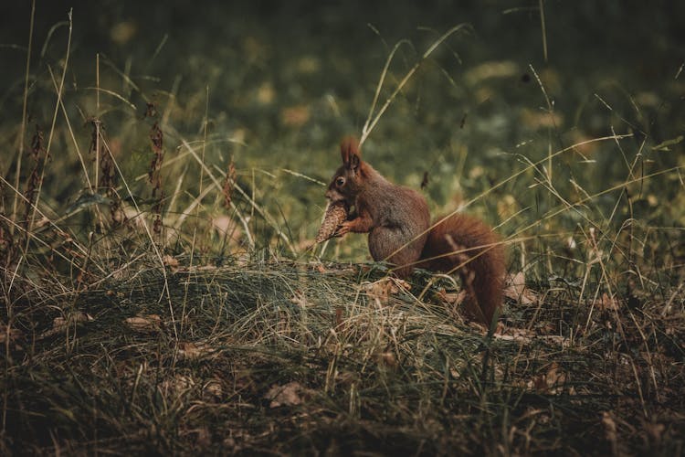 Cute Squirrel With Pine Cone In Forest