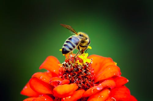 Безкоштовне стокове фото на тему «Бджола, дикий, запилення»