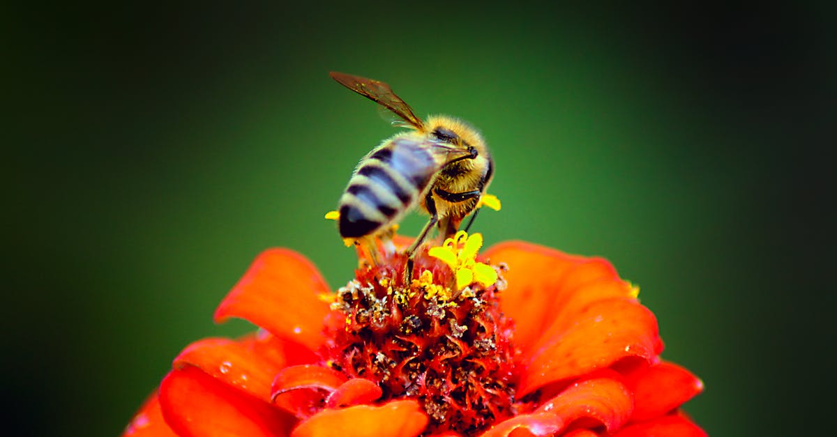 Honeybee Perched on Red Petaled Flower in Closeup Photography