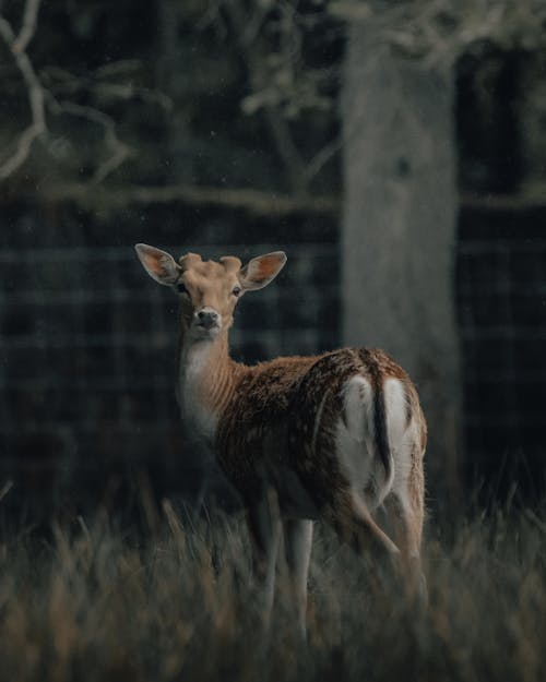 Foto d'estoc gratuïta de a l'aire lliure, adorable, animal