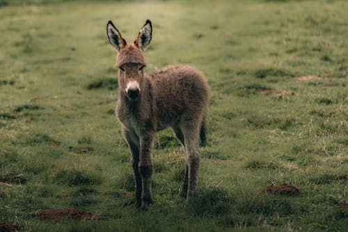 Fluffy calm Cotentin Donkey standing on green grassy lawn while pasturing in countryside