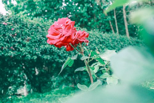 Free Close-up of a vibrant red rose blooming amidst lush green foliage in a peaceful garden. Stock Photo