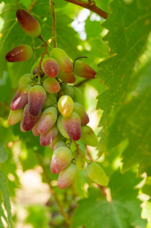 Foto d'estoc gratuïta de fruites, maduració, primer pla