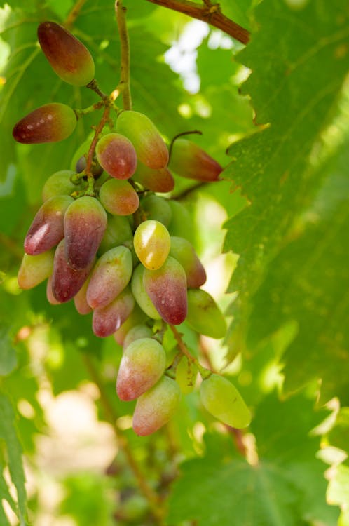 Fotos de stock gratuitas de de cerca, frutas, maduración