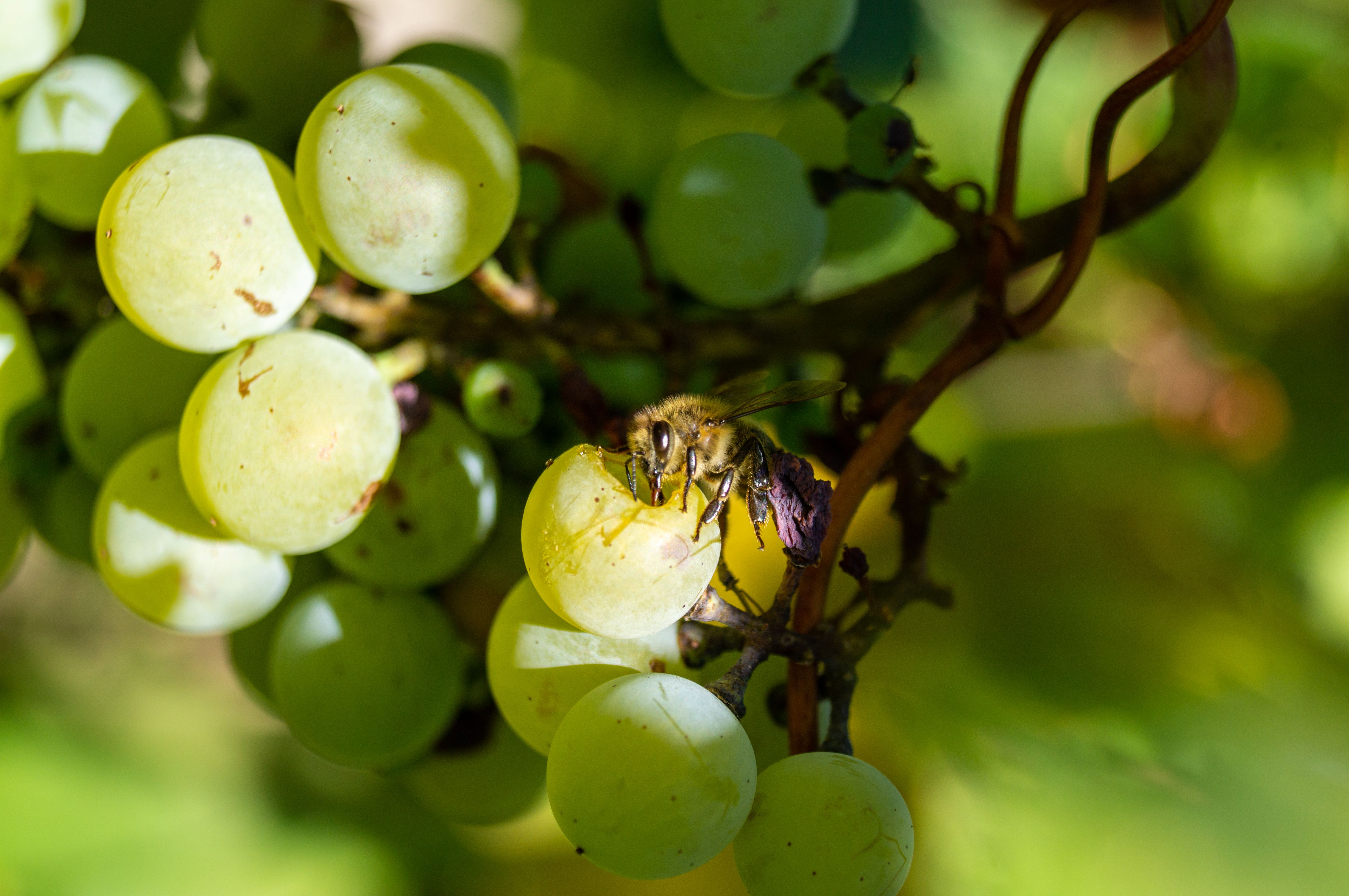 Close-up of a bee pollinating green grapes on a sunny day in the vineyard.
