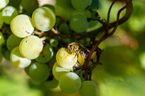Brown Bee Perched on Grapes