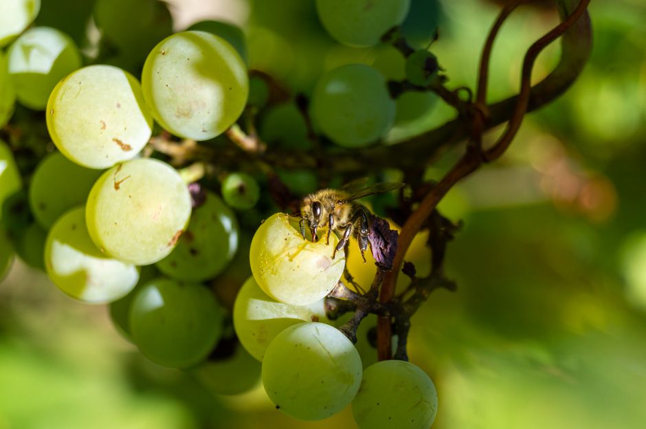 Close-up of a bee pollinating green grapes on a sunny day in the vineyard.