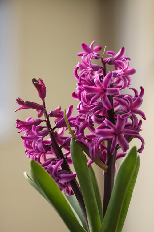 Free Close-Up Shot of Hyacinth Flowers in Bloom Stock Photo