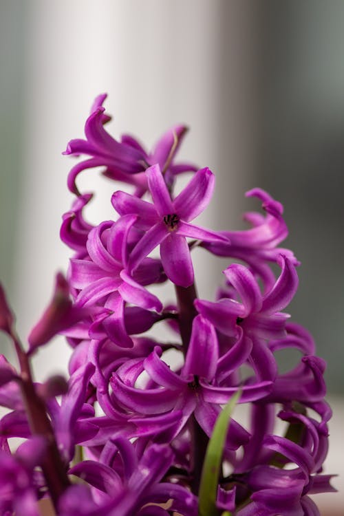 Close-Up Shot of Pink Hyacinth Flowers