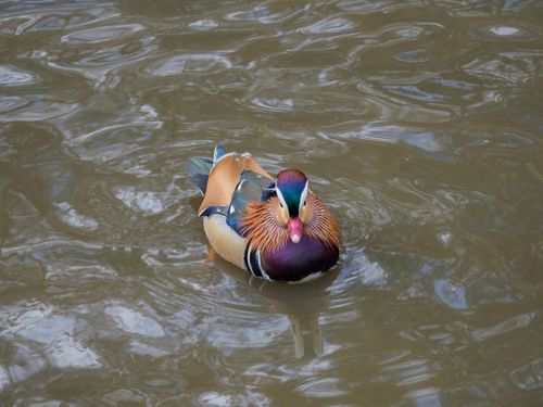 Free A colorful mandarin duck floating gracefully on a serene pond showcasing vibrant plumage. Stock Photo