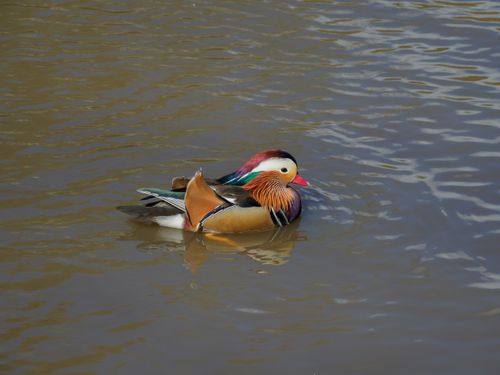 Free A colorful Mandarin duck gracefully swimming in a calm pond, showcasing its vibrant plumage. Stock Photo