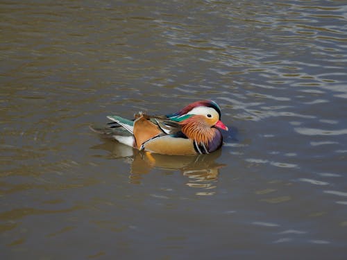 Безкоштовне стокове фото на тему «вода, водоплавний птах, мандаринка»