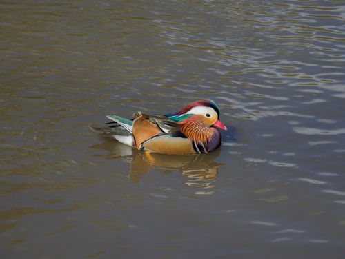 Free Vividly colored mandarin duck gracefully swimming on a calm water surface. Stock Photo