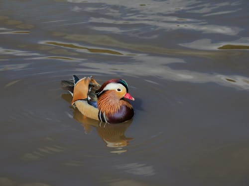 A Mandarin Duck Swimming on the Lake