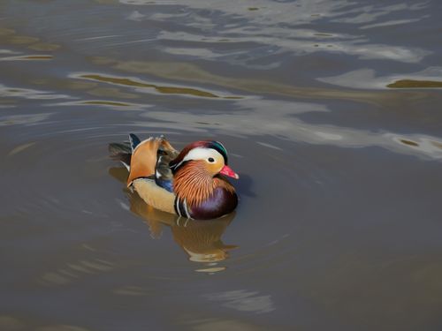 Free A colorful mandarin duck swimming peacefully on a serene pond, showcasing its vibrant plumage. Stock Photo
